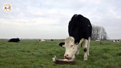 Happy Kuhday Fine und Anna