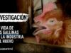 Investigación: La vida de una gallina – Narrada por Xuxa y Junno