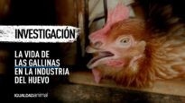 Investigación: La vida de una gallina – Narrada por Xuxa y Junno