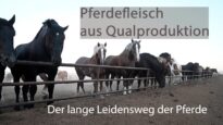 Kanada: Pferdefleisch aus Qualproduktion – Der Lange Leidensweg der Pferde