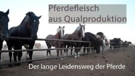 Kanada: Pferdefleisch aus Qualproduktion – Der Lange Leidensweg der Pferde