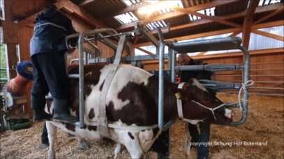 Klauenpflege bei Colorida