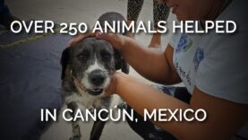 PETA’s Successful Spay Clinic Helps Animals in Cancun
