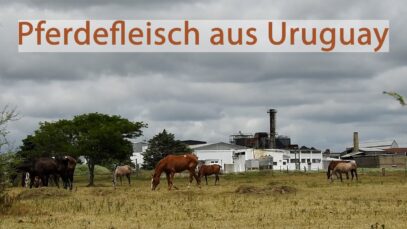 Pferdefleisch aus Uruguay – Wie Kontrollen systematisch manipuliert werden