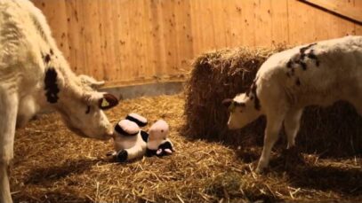 Rinder sind neugierig, verspielt, haben ein Bewegungsbedürfnis…