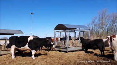 Sonntagsspaziergang durch den Garten und über den Hof