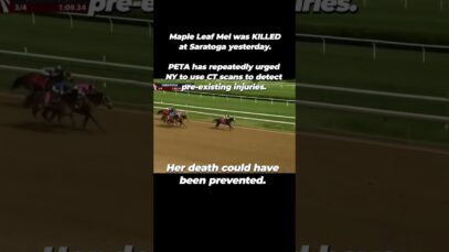 Another Horse Dies at Saratoga #shortsfeed