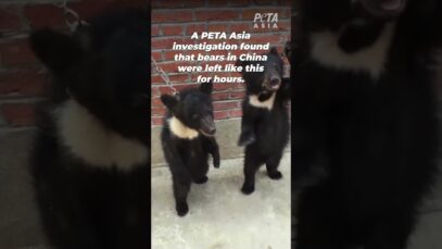 Baby Bears Put on Verge of Strangulation for Circus Training