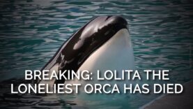 BREAKING: Lolita the Loneliest Orca on Earth Has Died