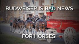 Budweiser Is Bad News for Horses! New Footage Shows Disfigured Clydesdales in Distress