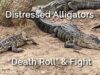 Distressed Alligators “Death Roll” & Fight