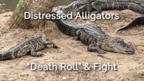 Distressed Alligators “Death Roll” & Fight