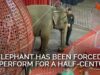 Elephant Has Been Forced to Perform for a Half-Century