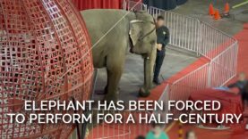 Elephant Has Been Forced to Perform for a Half-Century