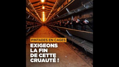 Enquête inédite : l’enfer des cages pour les pintades du groupe LDC