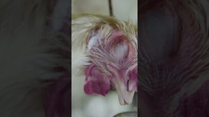Exposed: The Harsh Reality Hidden in Your Carton of Eggs