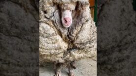 From Matted Mess to Second Chance: The Incredible Transformation of Baarack the Sheep