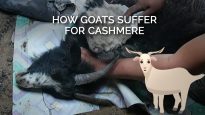 How Goats Suffer for Cashmere