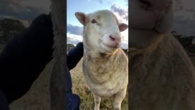 Meet the cuddliest sheep ever – The Doctor!
