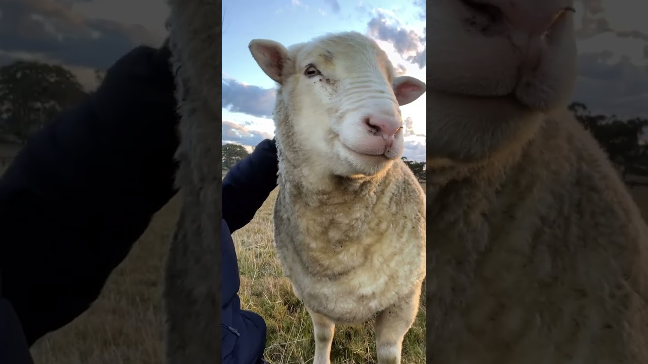 Meet the cuddliest sheep ever - The Doctor! | Laverabestia.org