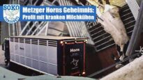 Metzger Horns Geheimnis: Profit mit kranken Milchkühen// SOKO Tierschutz e.V.