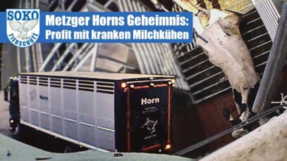 Metzger Horns Geheimnis: Profit mit kranken Milchkühen// SOKO Tierschutz e.V.