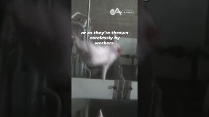 Mother Pig Tries to Protect Her Babies