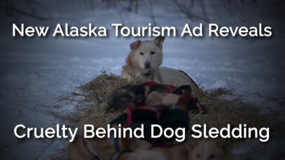 New Alaska Tourism Ad Reveals Cruelty Behind Dog Sledding