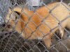 PETA Investigates: Bear Country U.S.A. Worker Caught Kicking Baby Bears