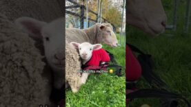Rescued Sheep Finds Love and Becomes a Mother to an Orphaned Lamb