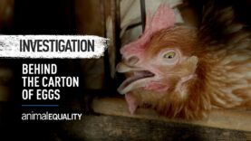 Revealing Brazil’s Dark Secret: Egg Industry’s Cruelty Exposed