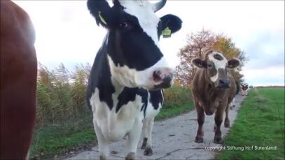 Rush Hour auf dem Kuhdamm