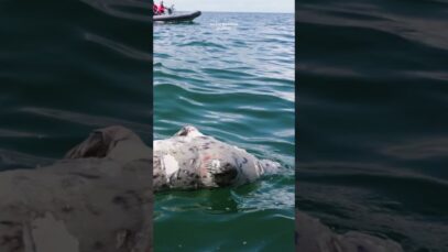 This seal’s heartbreaking fate ends the ghost net’s deadly toll. #seashepherd