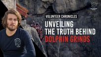 Unveiling the Truth Behind Dolphin Grinds on the Faroe Islands