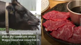 Wagyu (Japanese cows) are forced to live in awful conditions.