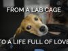 Watch Mabel Go From Life in a Cage to a Life Full of Love