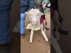 Watch Sally the sheep learn how to walk again!
