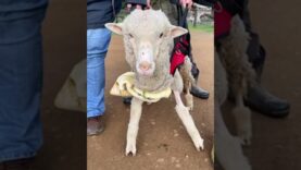 Watch Sally the sheep learn how to walk again!