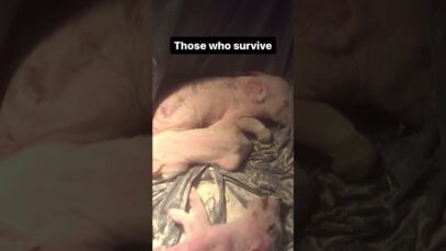 Weak and Sick Piglets Lie Waiting For Hours Beside The Dead