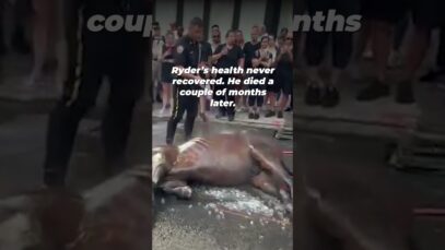 What Happened to This Horse Should Never Happen Again