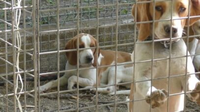 4 août 2019, nos enquêteurs sont allés au plus près des animaux, à la fête du chien à Barjols
