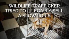 A Known Wildlife Trafficker Tried to Illegally Sell Tourists a Slow Loris and Monkeys
