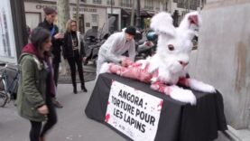 Action pour les lapins angoras 9/2/2017