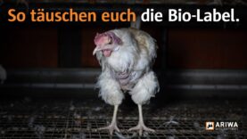 Bio-Eier