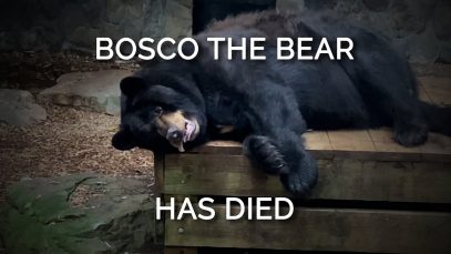 Bosco the Bear Has Died
