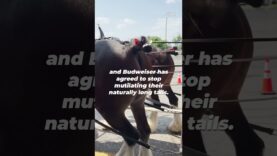 Budweiser Has Stopped Mutilating Horses!