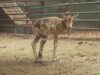 Captive Antelope injured