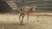 Captive Antelope injured