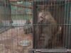 Captive Baboon
