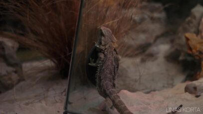 Captive Bearded Dragon